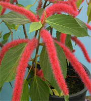 acalypha_hispida