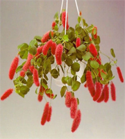 acalypha_pendula