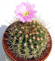 acanthocalycium_violaceum