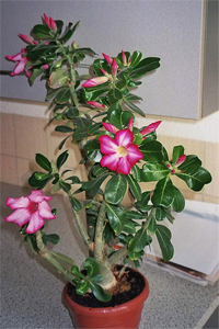 adenium_obesum