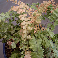 adiantum_hispidulum