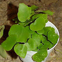 adiantum_peruvianum.