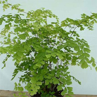 adiantum_raddianum