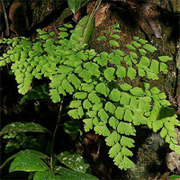 adiantum_tenerum