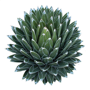 agave