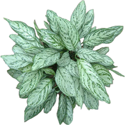 aglaonema aglaonema