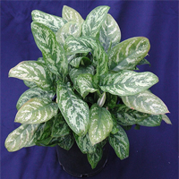 aglaonema_commutatum