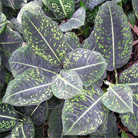 aglaonema_costatum