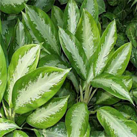 aglaonema_crispum