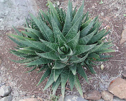 aloe