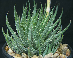 aloe