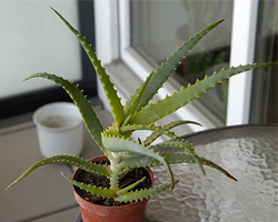 aloe