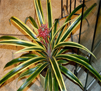 ananas_comosus