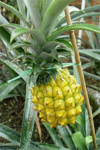 ananas_nanus