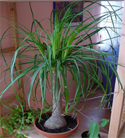 beaucarnea_recurvata