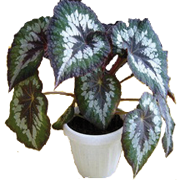 begonia