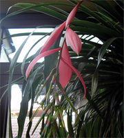 billbergia_nutans