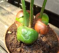 castanospermum-australe