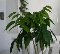 castanospermum-australe