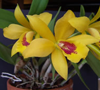 cattleya-gibrid