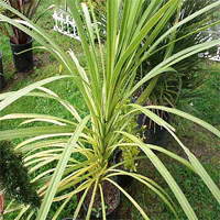 cordyline_australis