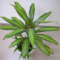 cordyline_fruticosa