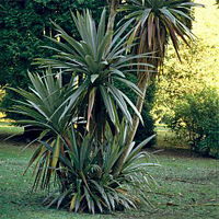 cordyline_indivisa