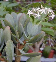 crassula_arborescens