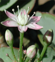 crassula_arborescens