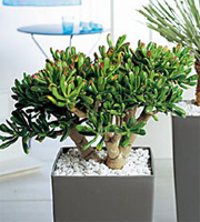 crassula_arborescens