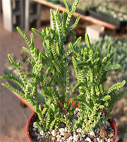 crassula_lycopodioides