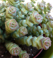 crassula_rupestris