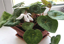 cyclamen