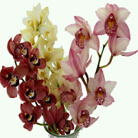 /cymbidium