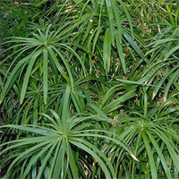 cyperus_alternifolius