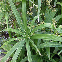 cyperus_diffusus