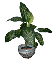 dieffenbachia