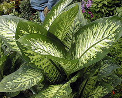 dieffenbachia_amoena