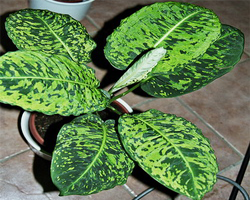 dieffenbachia