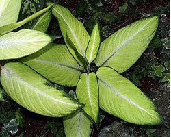 dieffenbachia_maculata