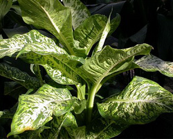 dieffenbachia_seguine