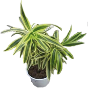 dracaena