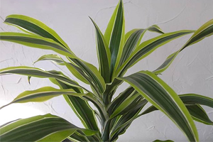 dracaena