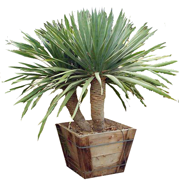 dracena