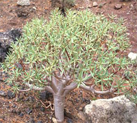 euphorbia_balsamifera