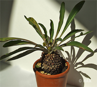 euphorbia_bupleurifolia