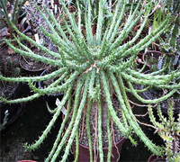 euphorbia_caput_medusae