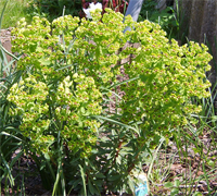 euphorbia_caracasana