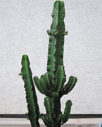 euphorbia_erythraeae.