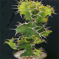 euphorbia_grandicornis